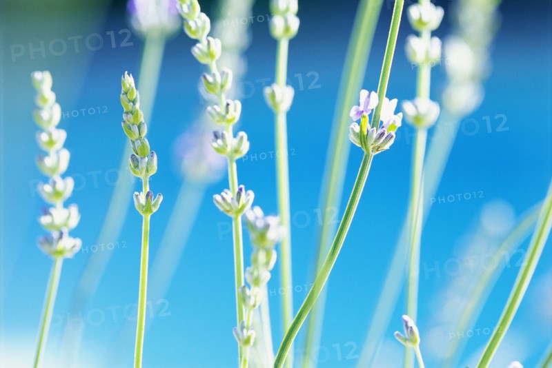 Stalks of Lavender