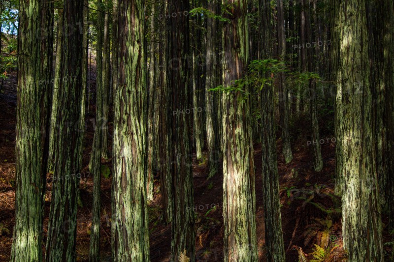 Dappled Light on Baby Redwood Trees after Rain, Mt. Tamalpais, Mill Valley, California, USA