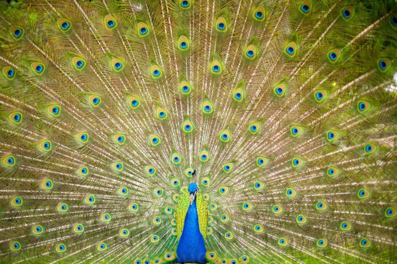 Peacock with Splayed Tail Feathers