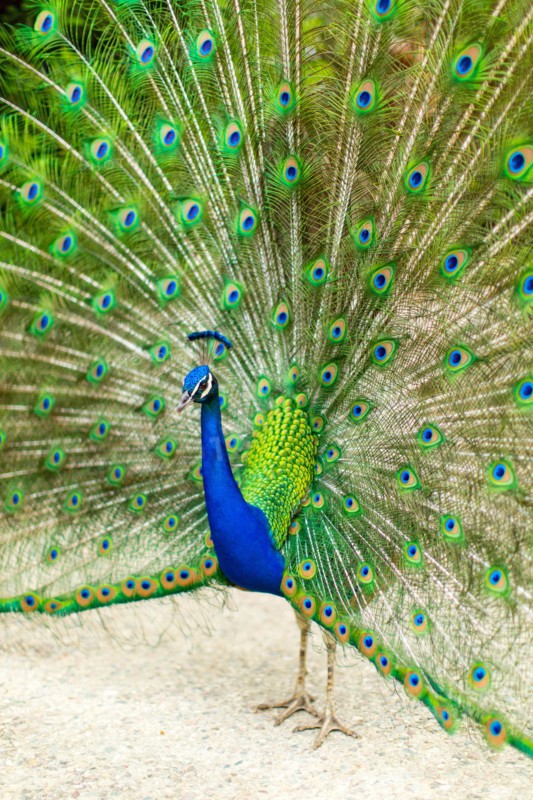 Peacock with Splayed Tail Feathers
