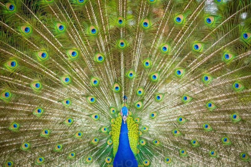 Peacock with Splayed Tail Feathers