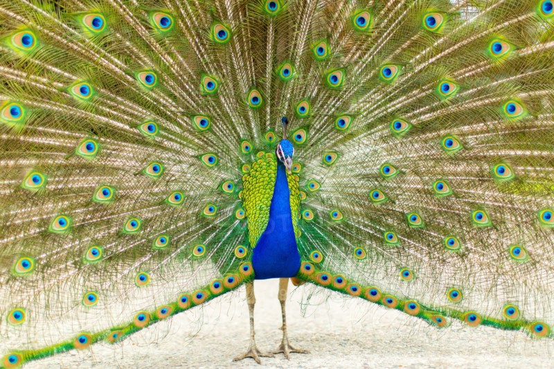 Peacock with Splayed Tail Feathers