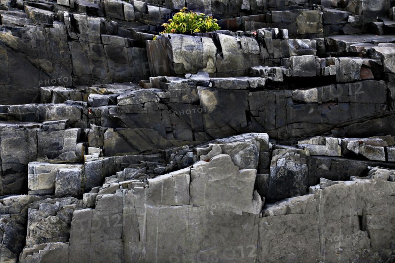 Plant on Rocky Cliff