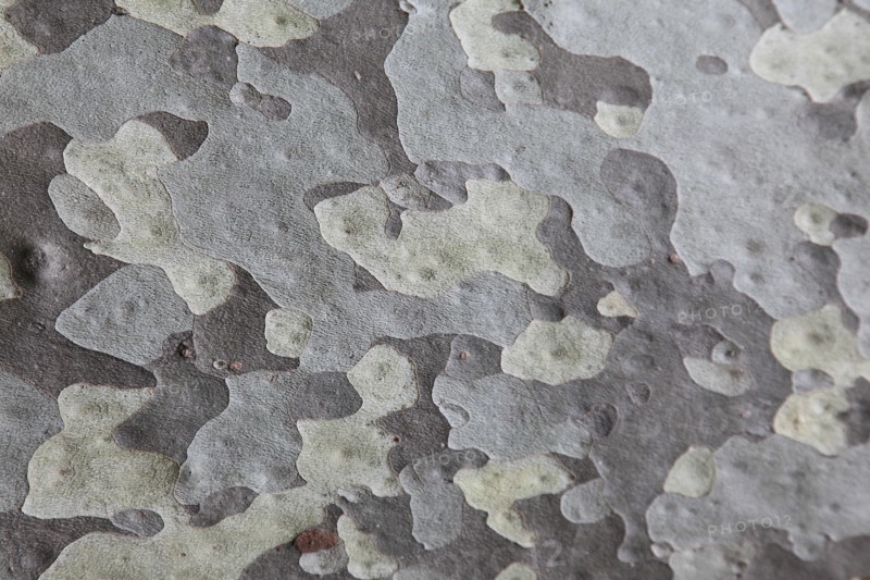 Abstract Tree Bark