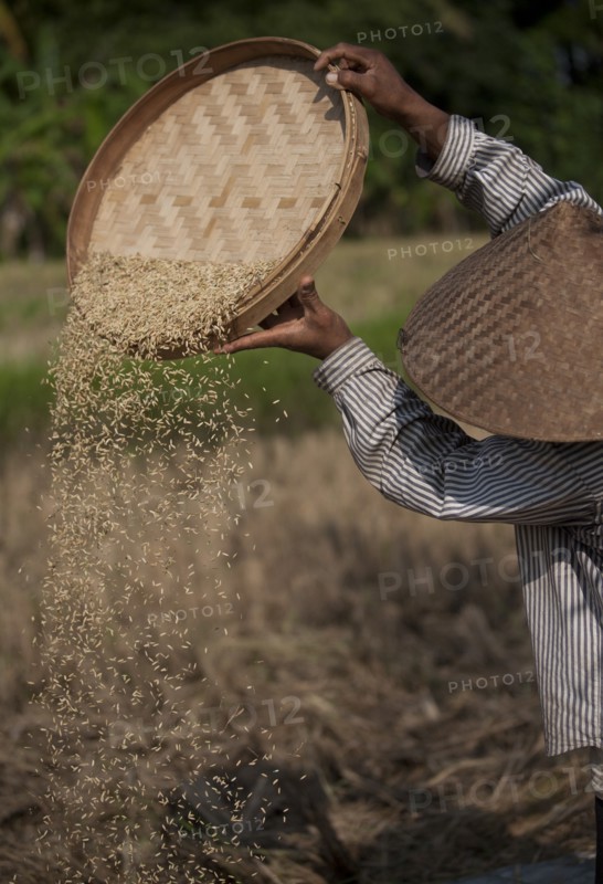 Man Sorting Rice During Harvest, Bali, Indonesia