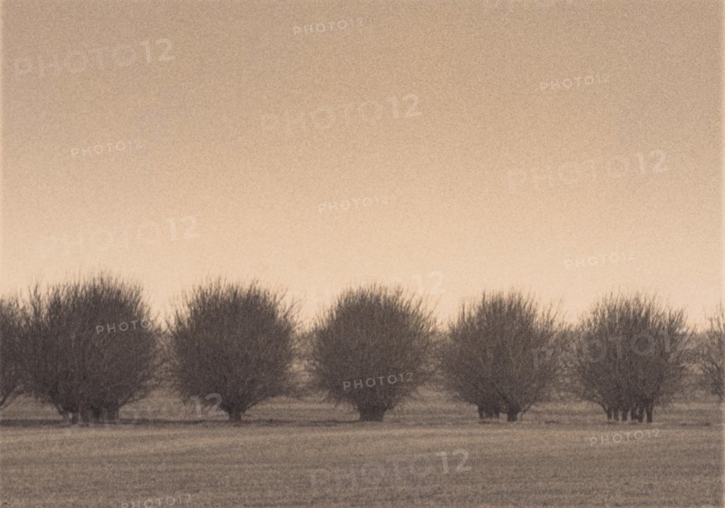 Winter Orchard