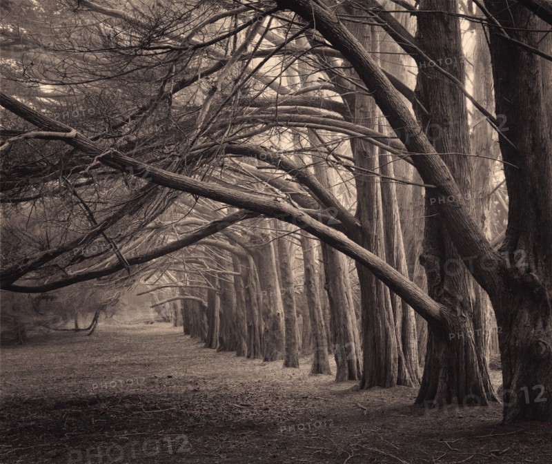 Cypress Grove