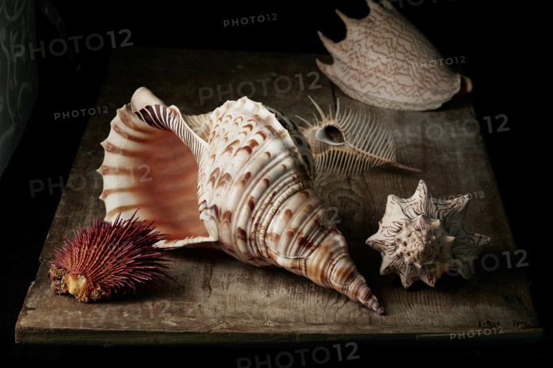 Assorted Seashells