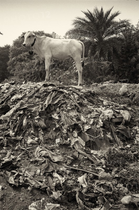 Cow on top of Trash Heap