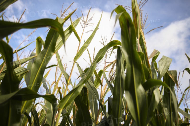 Corn Stalks against Cloudy Sky, Low Angle View