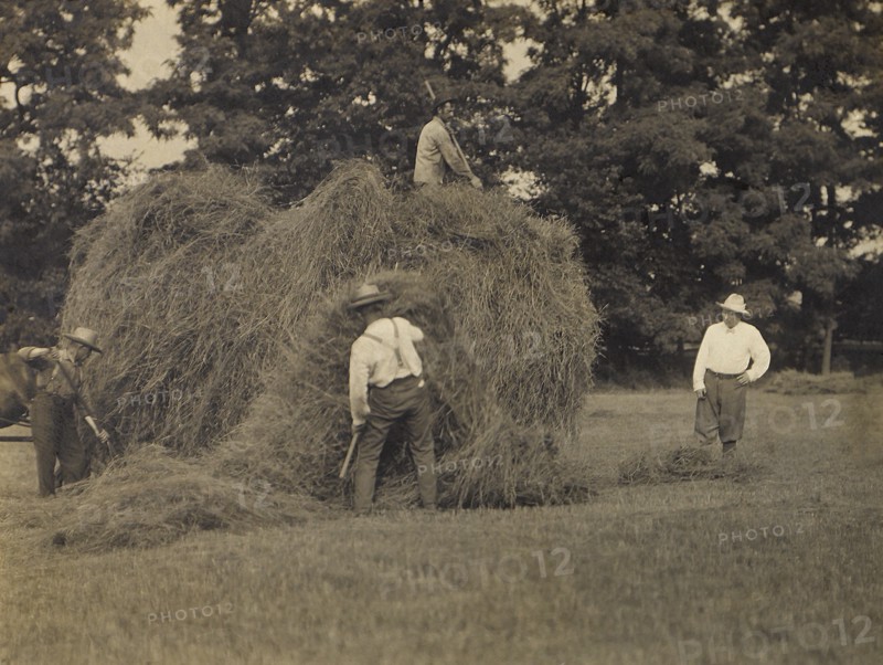 U.S. President Theodore Roosevelt with Three Men Pitching Hay onto Horse-Drawn Cart, 1905