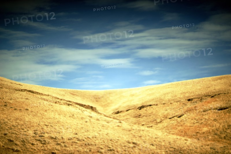 Golden Hillside