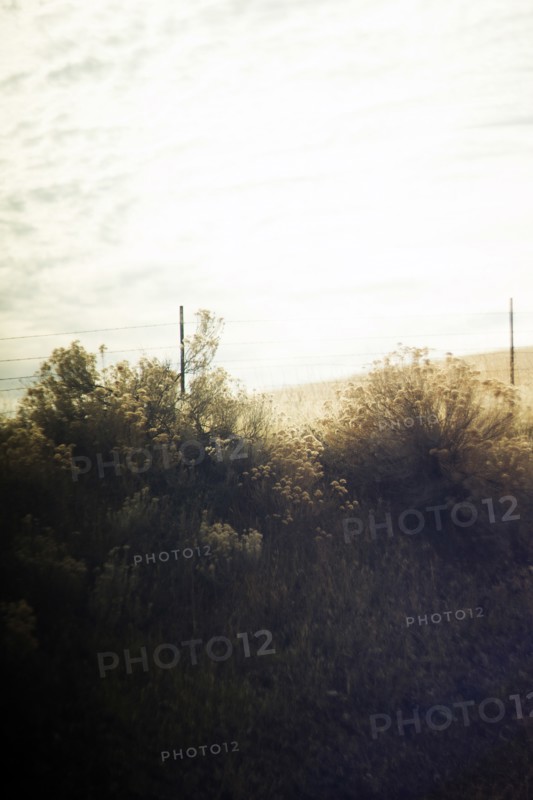 Plant Growth along Fence in Rural Landscape