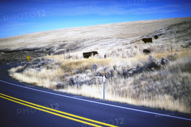 Beef Cattle Grazing along Rural Highway