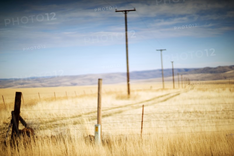 Utility Poles through Rural Landscape