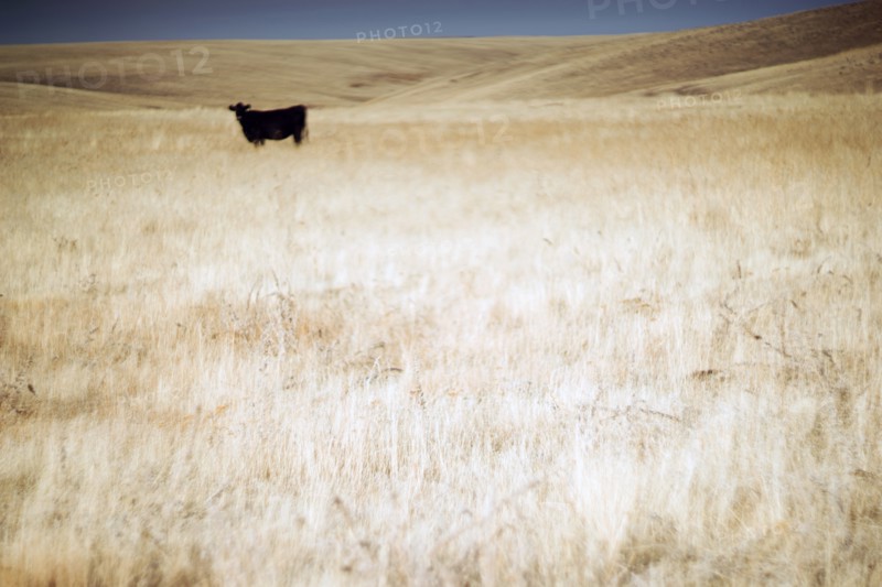 Cow in Rural Landscape