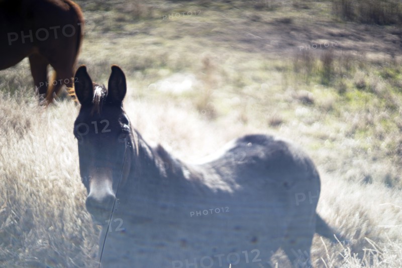 Donkey in Pasture