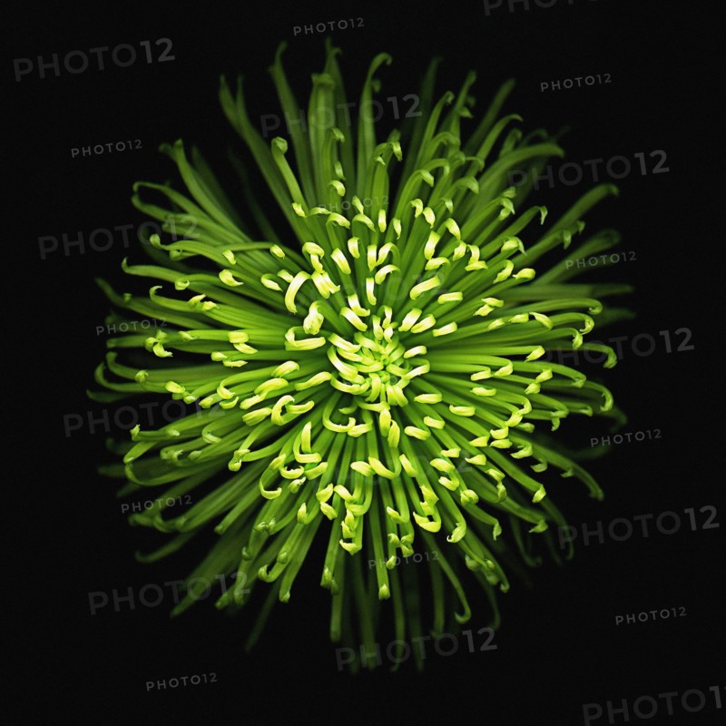 Green Mini Chrysanthemum on Black Background