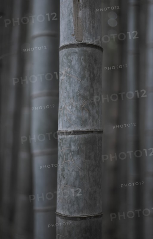 Close-up Detail of Bamboo Stems in Bamboo Grove