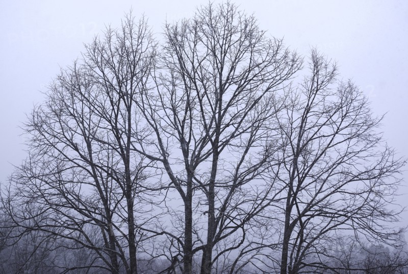 Snow-covered Trees
