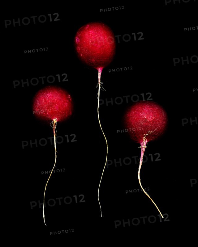 Three Radishes against Black Background