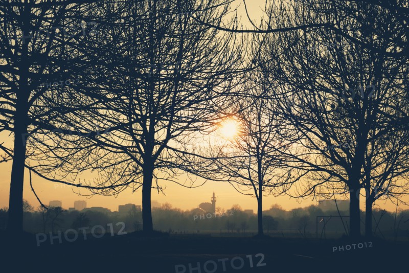 Orange Sunset through Bare Trees