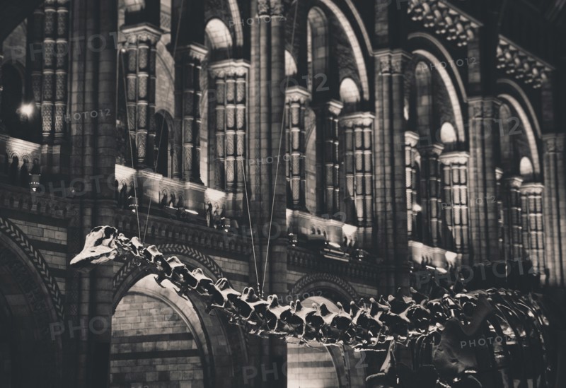 Diplodocus Skeleton in Natural History Museum