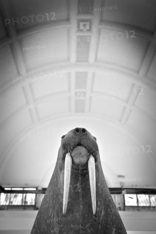 Stuffed Walrus