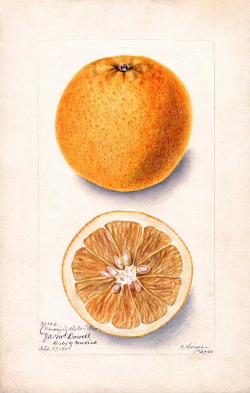 Bitter Orange Twigs