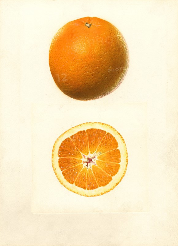 Orange