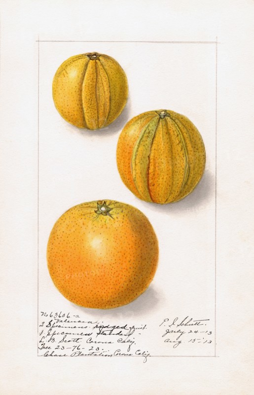 Oranges