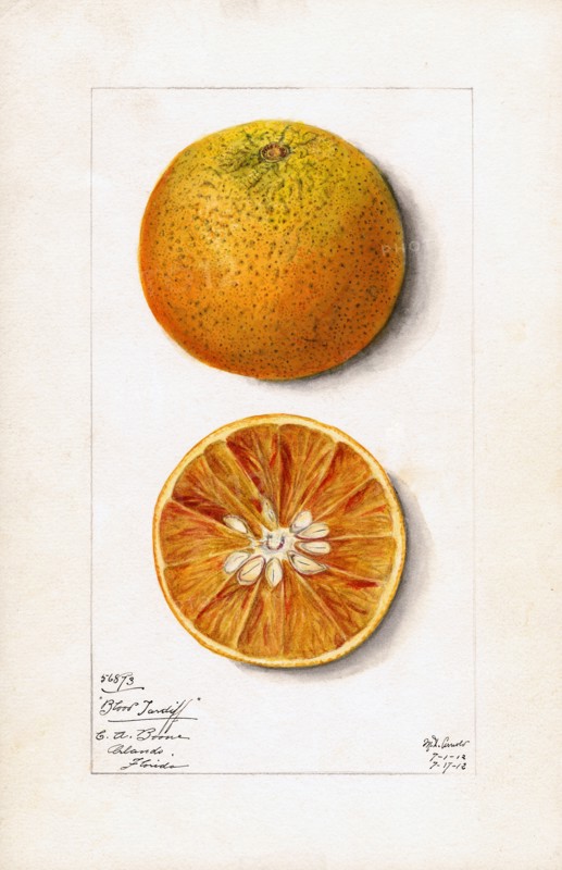 Oranges