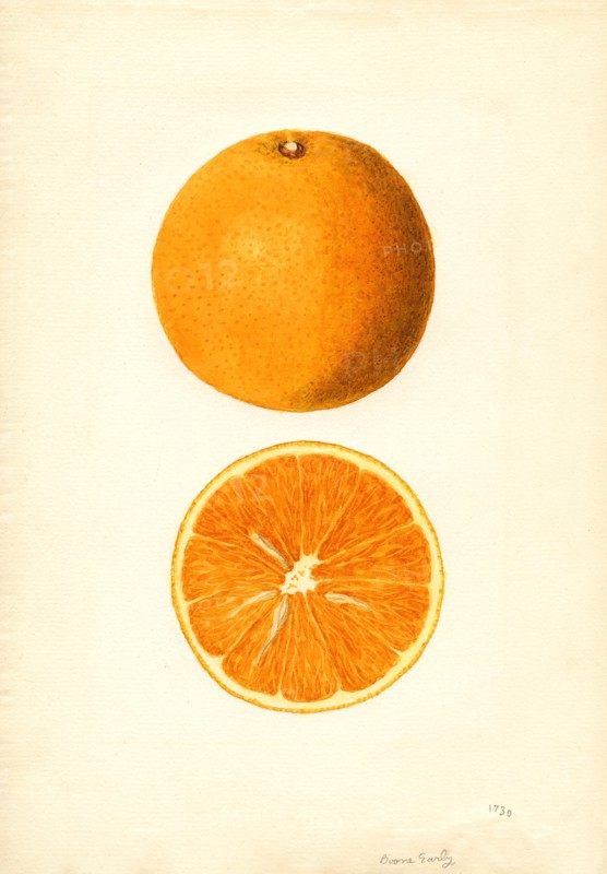 Oranges