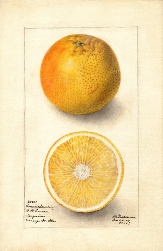 Oranges