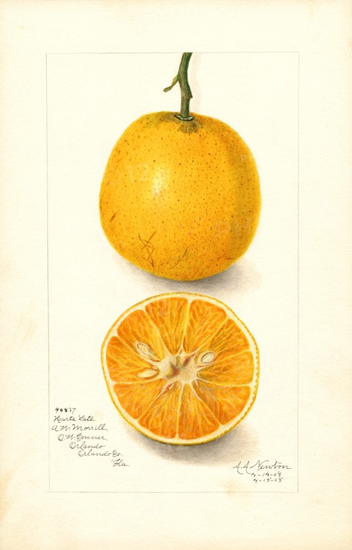 Oranges