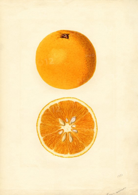 Oranges
