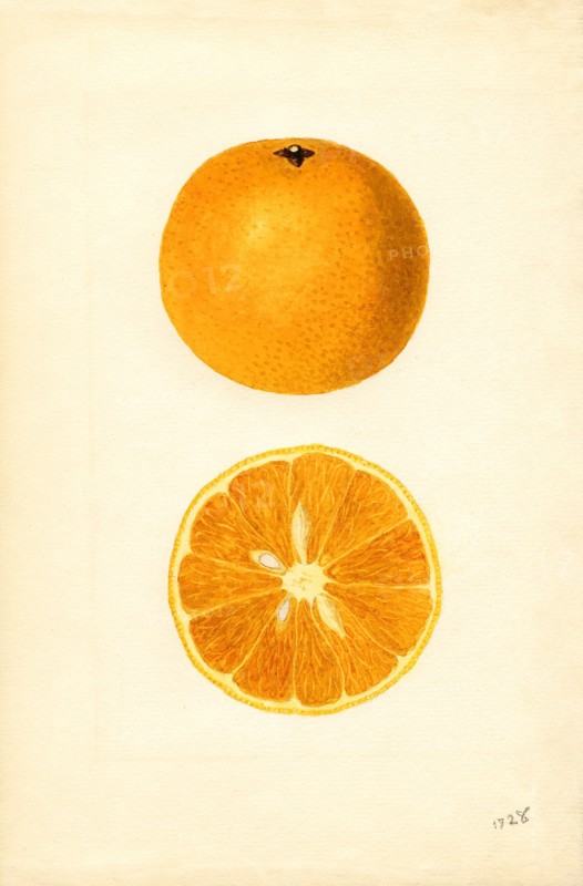 Oranges