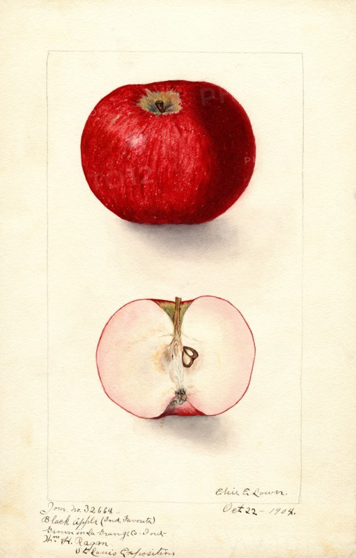 Black Apple