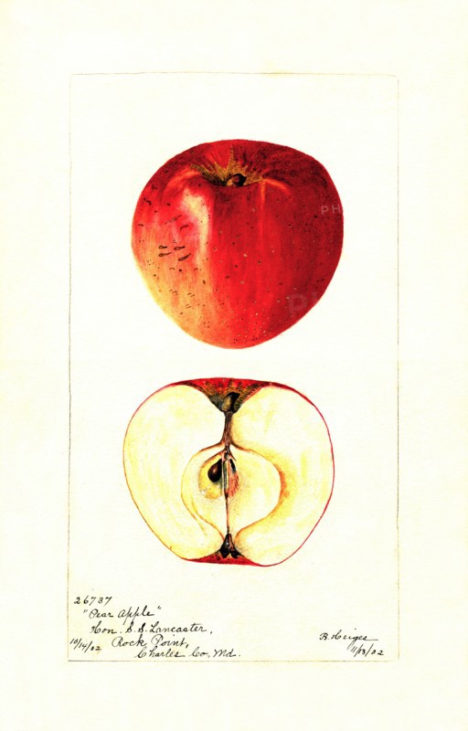 Pear Apple