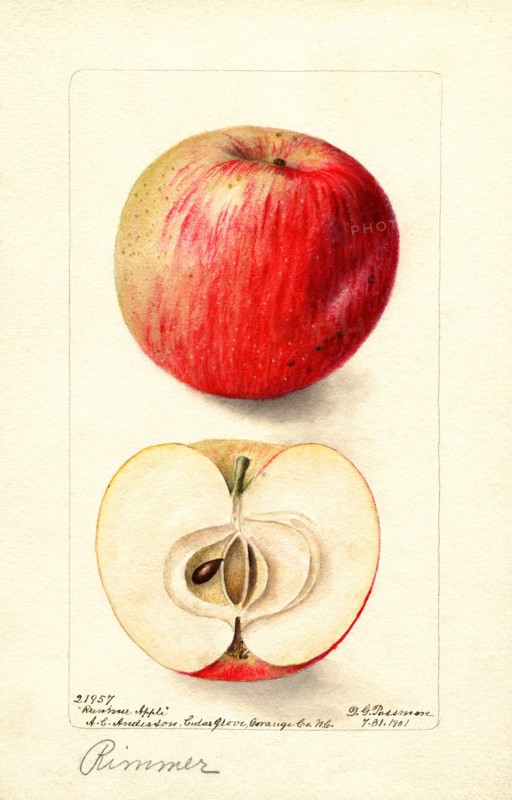 Red Apple