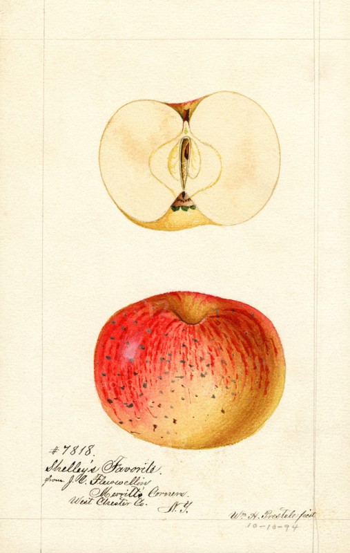 Apples