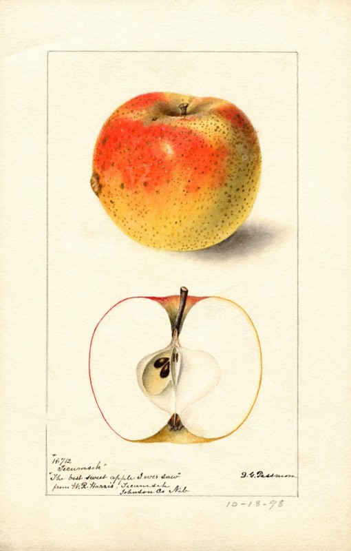 Tecumseh Apple