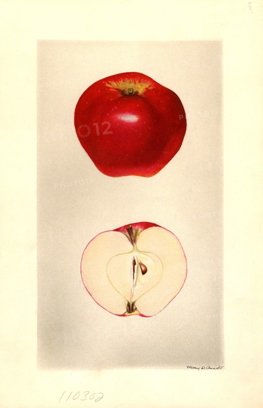 Seedling Apple no. 49 Malus domestica