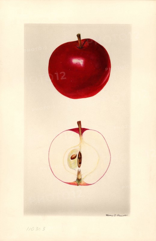 Seedling Apple no. 34