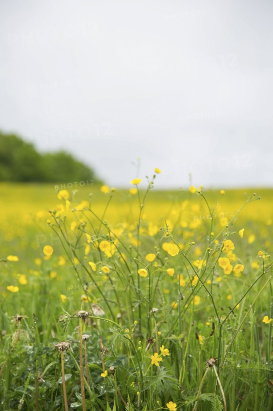 Buttercup Wildflowers in Field