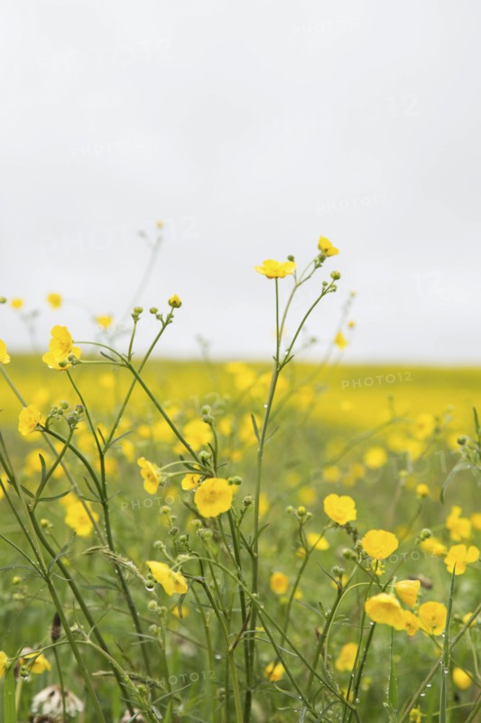 Close-Up of Buttercup Wildflowers in Field