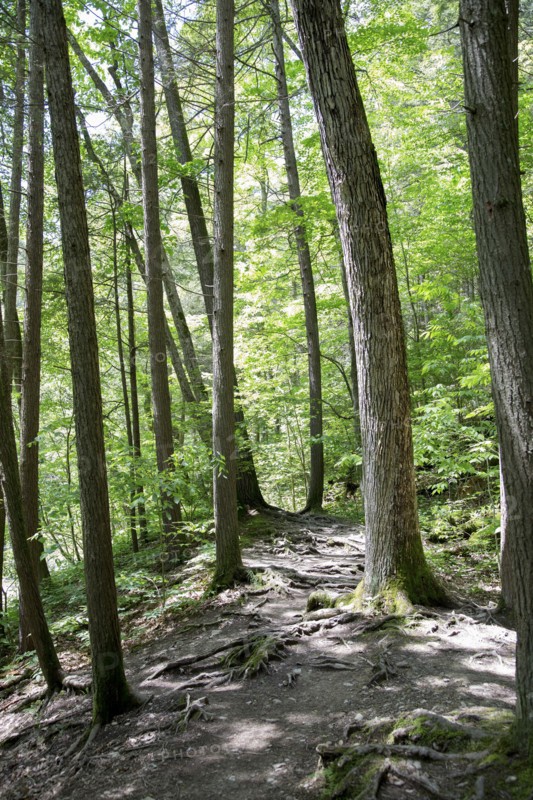 Tree Trunks and Forest Floor