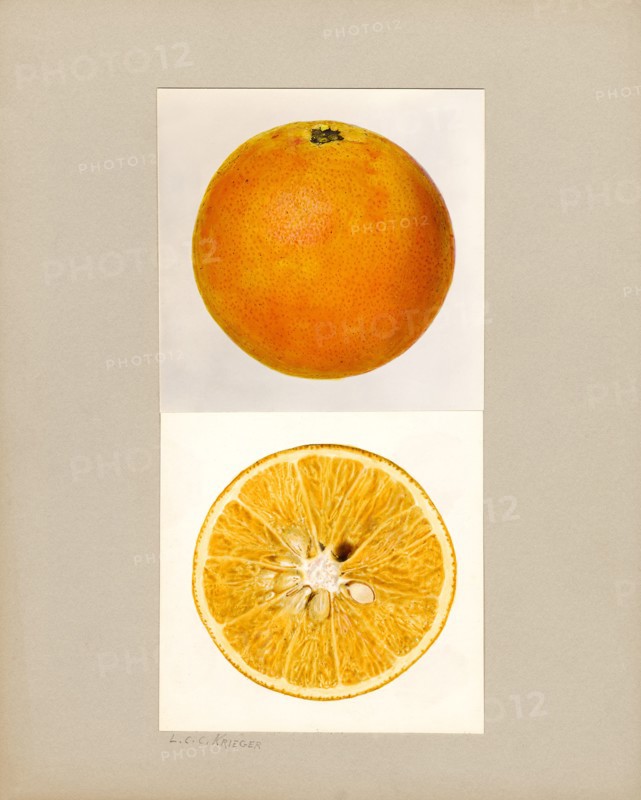 Pineapple Orange, Citrus sinensis,
