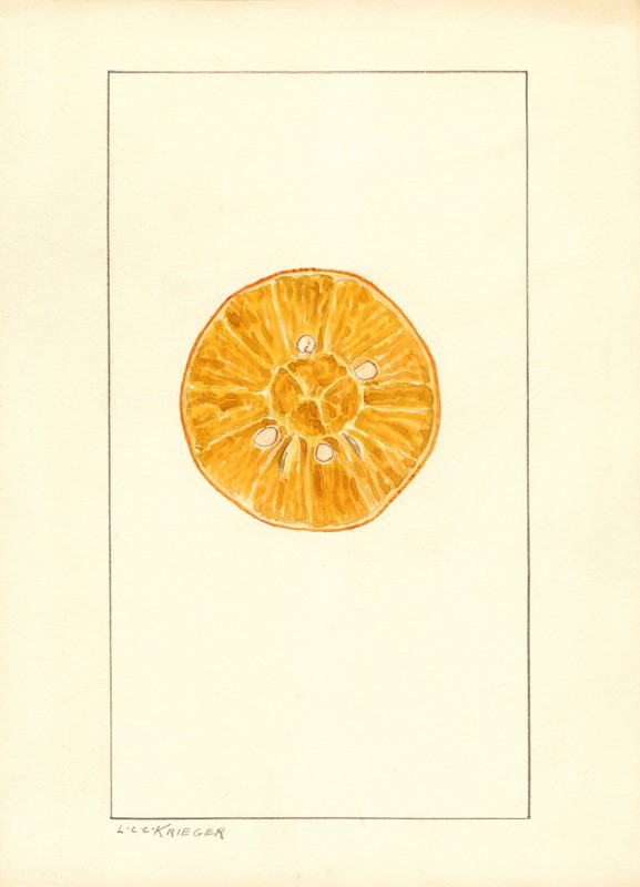 Orange, Citrus sinensis,