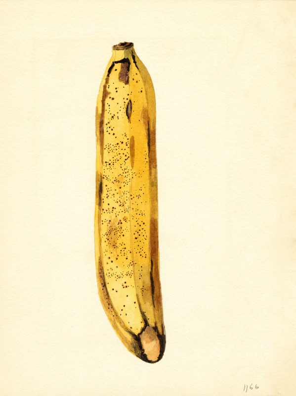 Yellow Banana, Musa,